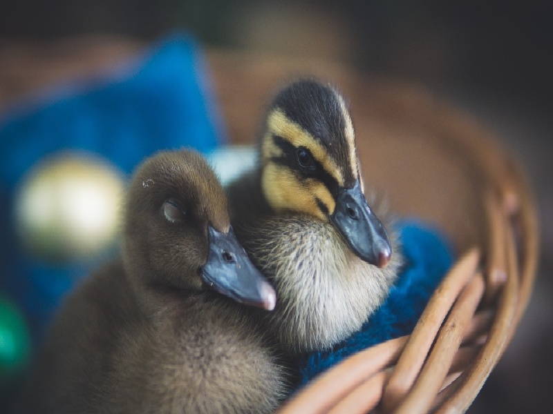 宫腔粘试管抗原试管粉碎料试管4周5天